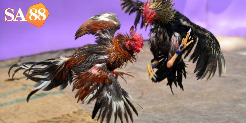 10-tran-ga-kinh-dien